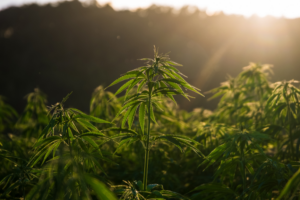 Akanda exploite les opportunités offertes par la légalisation du cannabis en Allemagne