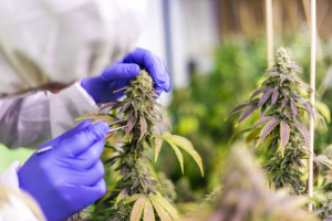 Akanda lève 1,5 million de dollars pour soutenir sa croissance dans le cannabis médical